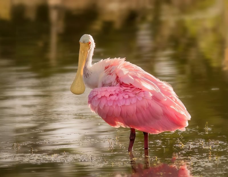 Wildlife Encounter